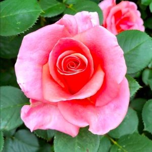 Meet your Posher, Nic